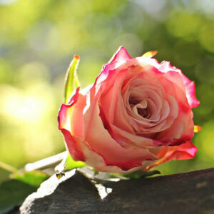 Rosa per decorazione servizio funebre